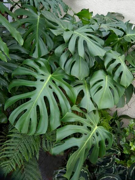 Monstera
